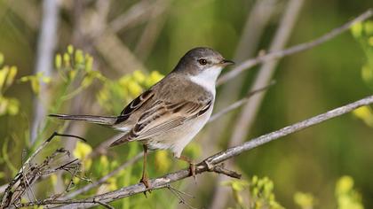 Common Whitethroat