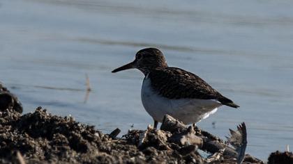 Common Sandpiper