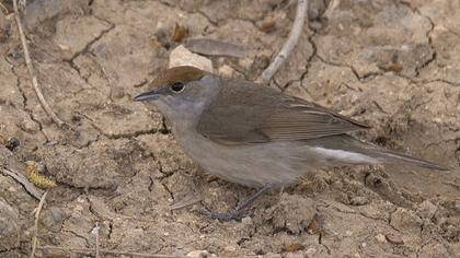 Eurasian Blackcap