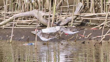 Wood Sandpiper