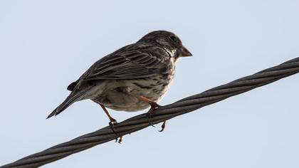 Corn Bunting