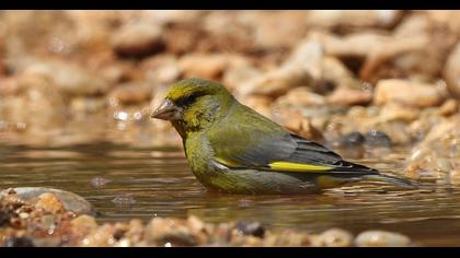 European Greenfinch