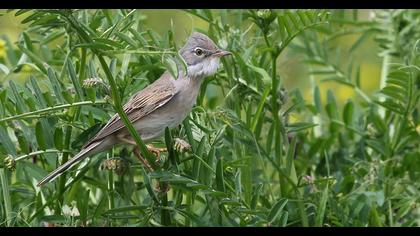 Common Whitethroat