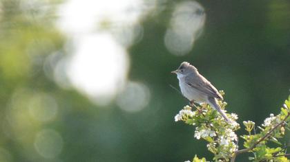 Akgerdanlı ötleğen
