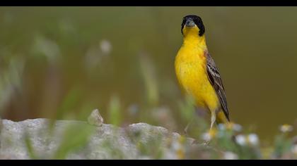Black-headed Bunting