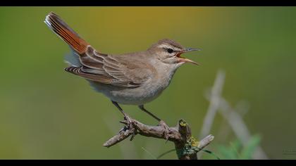 Rufous-tailed Scrub Robin