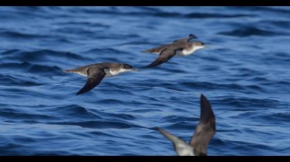 Yelkouan Shearwater
