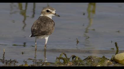 Kentish Plover