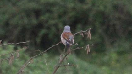 Kızılsırtlı örümcekkuşu