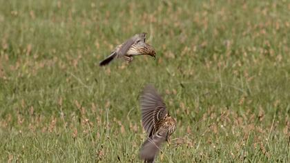 Kızılgerdanlı incirkuşu