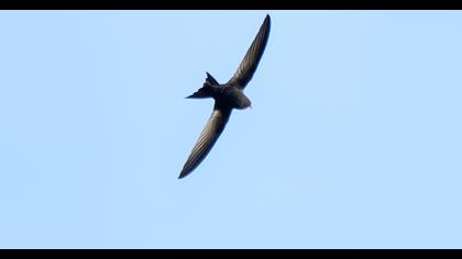 Pallid Swift