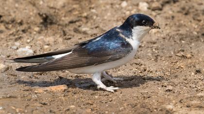 Common House Martin