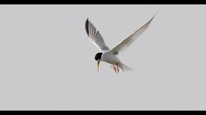 Little Tern