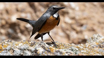 White-throated Robin