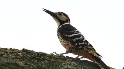 White-backed Woodpecker