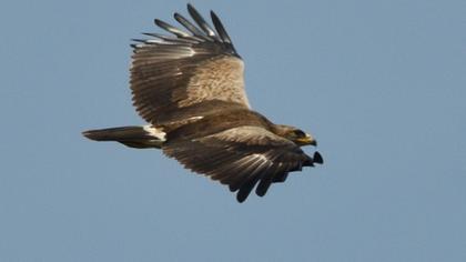 Lesser Spotted Eagle