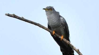 Common Cuckoo