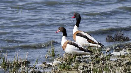 Common Shelduck