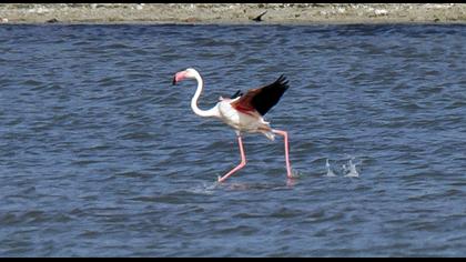Greater Flamingo