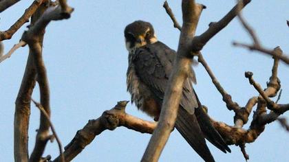 Eurasian Hobby