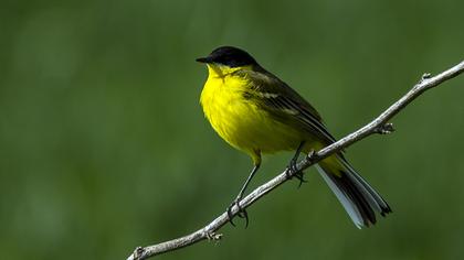 Western Yellow Wagtail