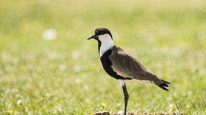 Spur-winged Lapwing