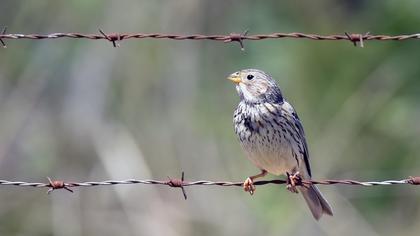 Corn Bunting