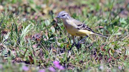 Grey Wagtail