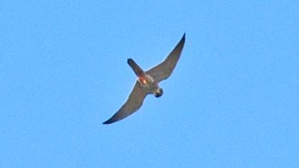 Eurasian Hobby