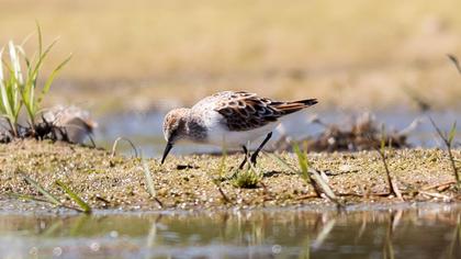 Little Stint