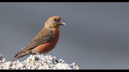 Red Crossbill