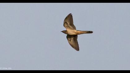 Common Cuckoo