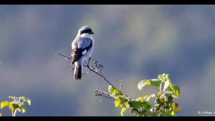Lesser Grey Shrike