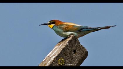 European Bee-eater