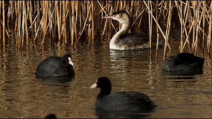 Great Crested Grebe