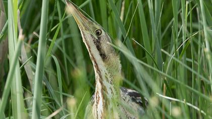 Eurasian Bittern