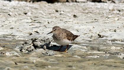 Temminck`s Stint