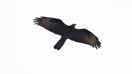European Honey Buzzard