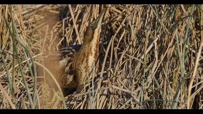 Eurasian Bittern