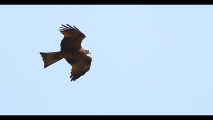 Black Kite
