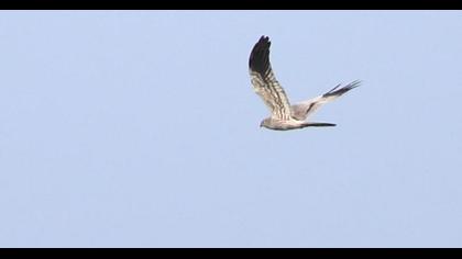Montagu`s Harrier