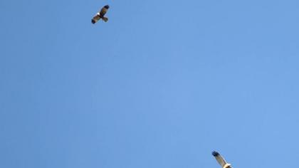 Western Marsh Harrier