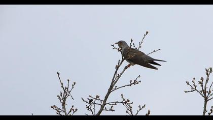 Common Cuckoo