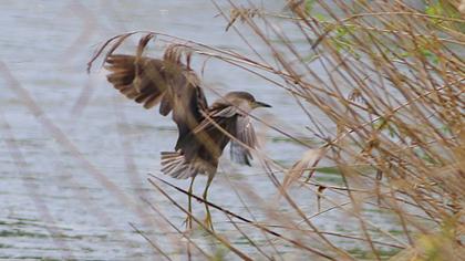 Black-crowned Night Heron