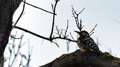 White-backed Woodpecker