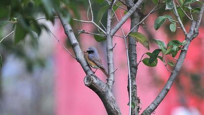 Common Redstart
