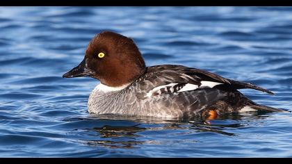 Common Goldeneye