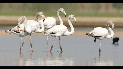 Greater Flamingo