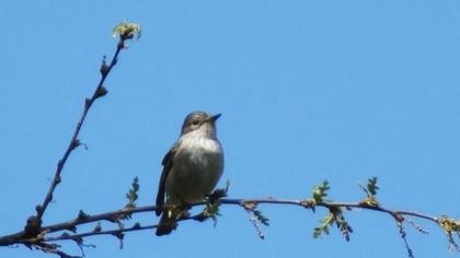 Spotted Flycatcher