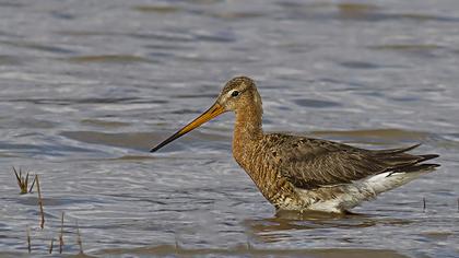 Black-tailed Godwit